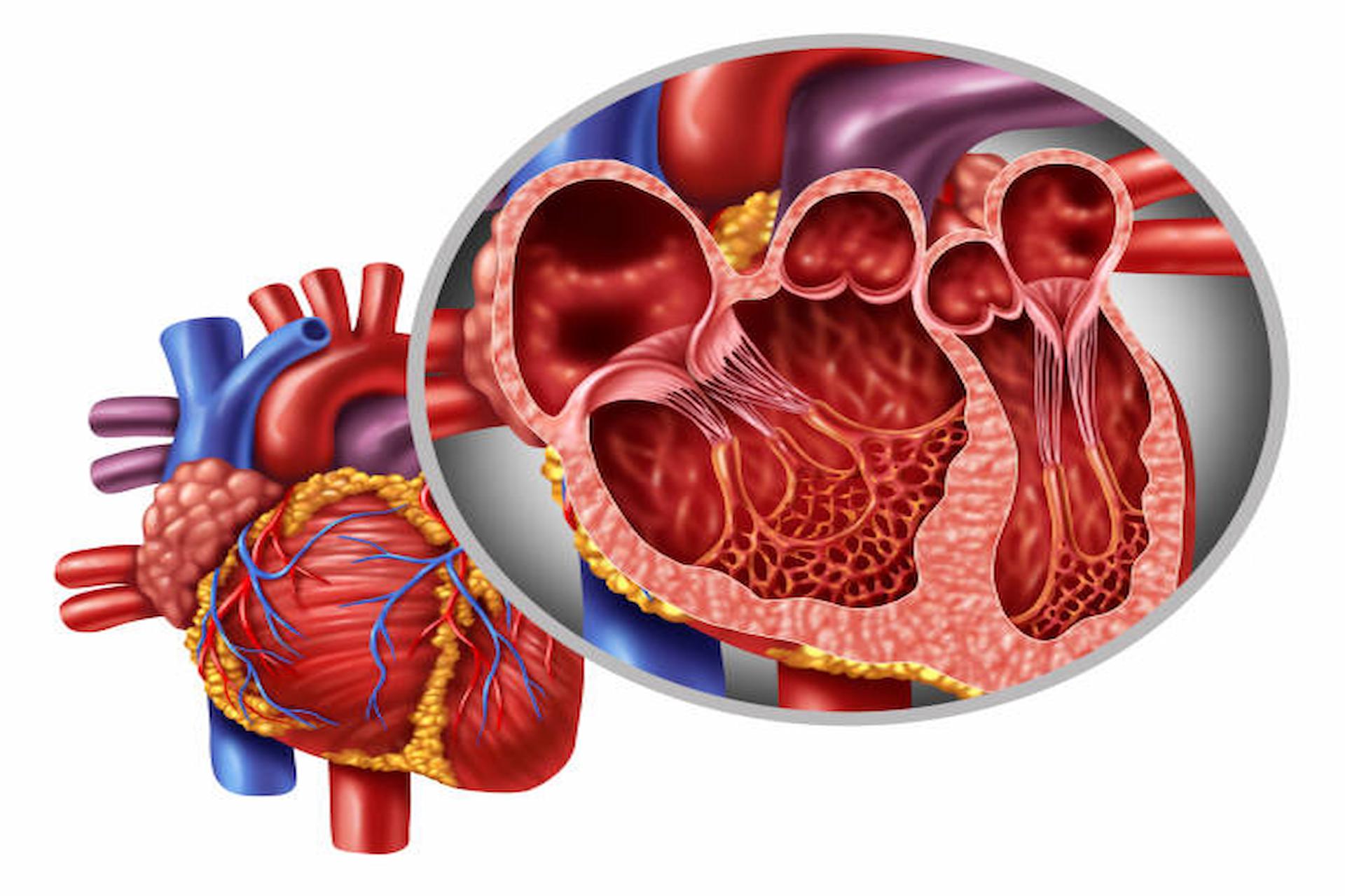 what-does-the-tricuspid-valve-do-for-you